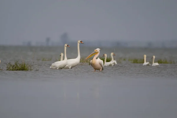 Grandes Pelícanos Blancos Pelecanus Onocrotalus Reserva Vida Silvestre Del Delta — Foto de Stock