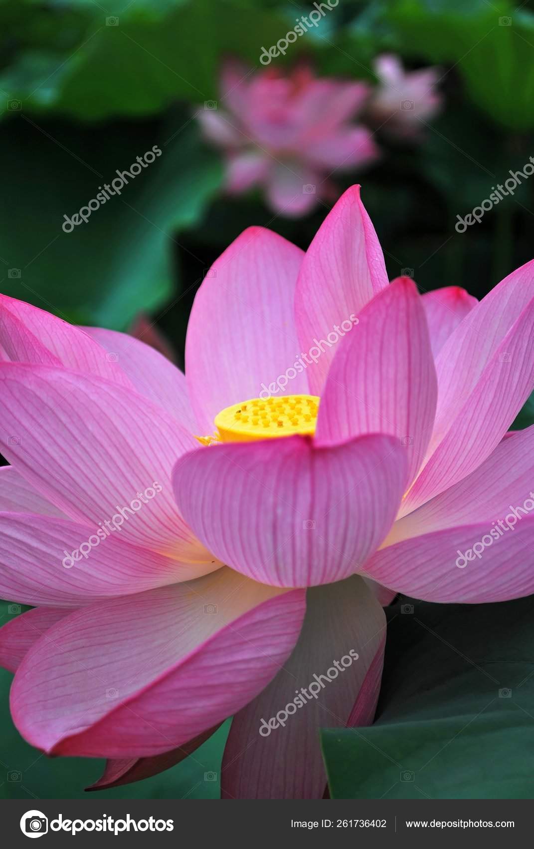Lotus Flower Full Bloom Symbolizing