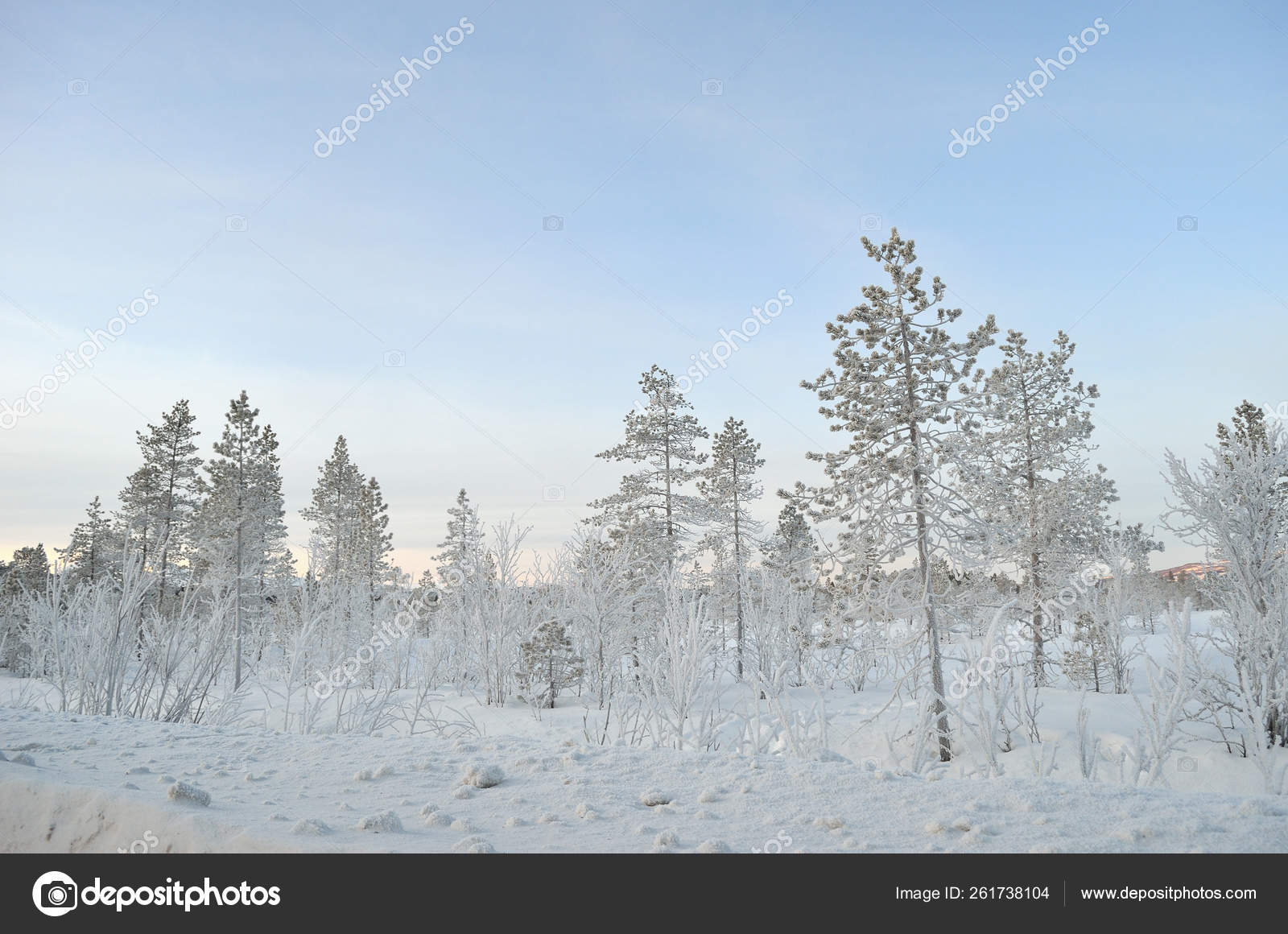厚厚的冰覆盖树木和植物后极端寒冷与蓝天和雪 图库照片 C Yayimages 厚厚的冰覆盖树木和植物后极端寒冷与蓝天和雪 图库照片 C Yayimages