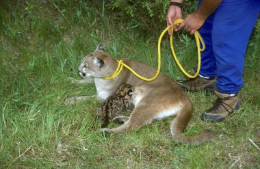 Mountain Lion management and control with a handler. clipart
