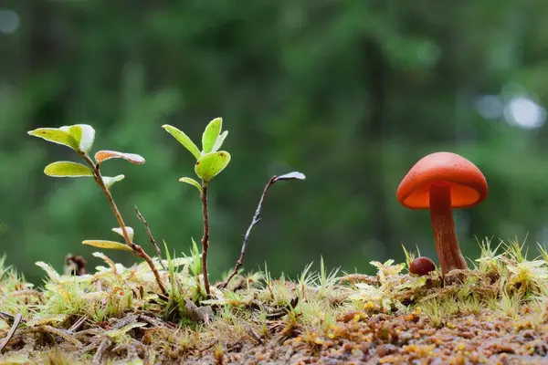 Common Rustgill Gymnopilus Penetrans Tree — Stock Photo, Image