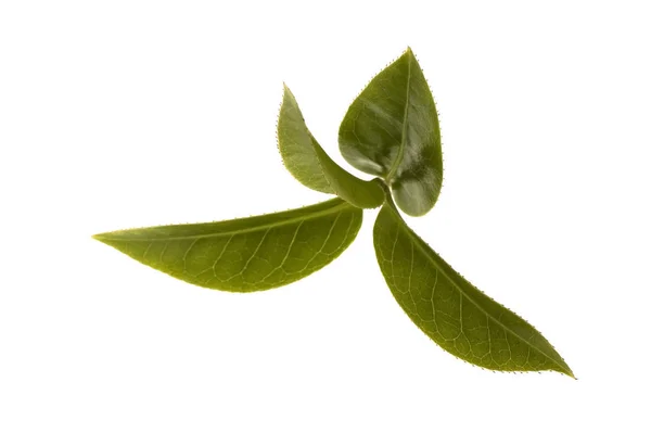 Tea Branch Isolated White Background — Stock Photo, Image