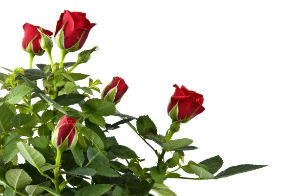 Букет Красной Розы — стоковое фото