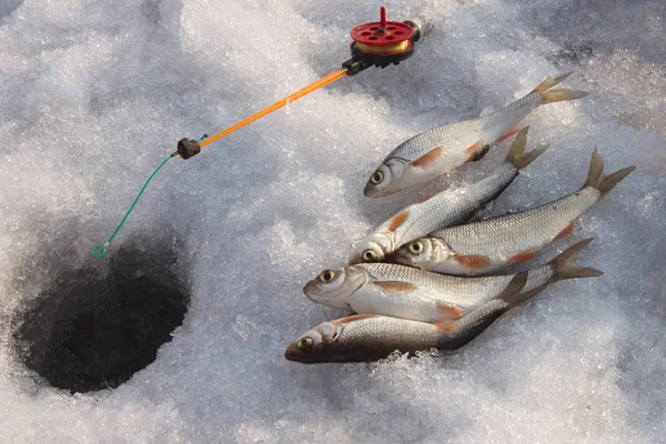 Aparejos Pesca Pescado Capturado Hielo — Foto de Stock