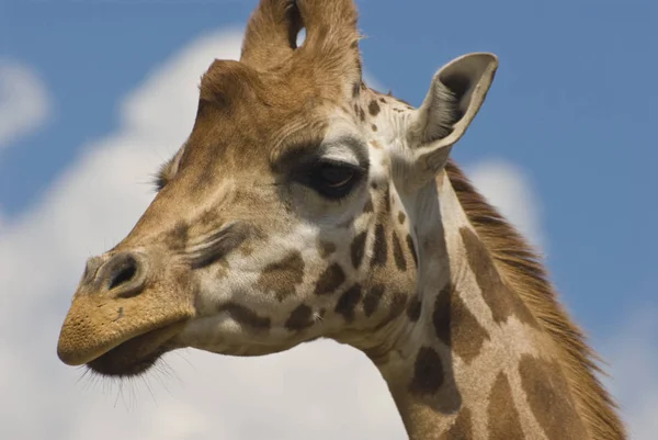 Primer Plano Jirafa Rothschild Giraffa Camelopardalis Rothschildi — Foto de Stock