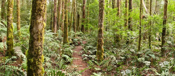 파노라마 트랙은 우림을 빅토리아 — 스톡 사진
