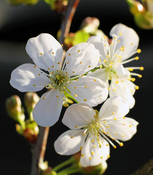 Крошечные Белые Вишневые Цветы Весной Саду Макрос — стоковое фото