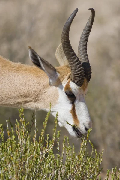 Springbok Karmienie Bujną Zieloną Krzew Dzikim — Zdjęcie stockowe