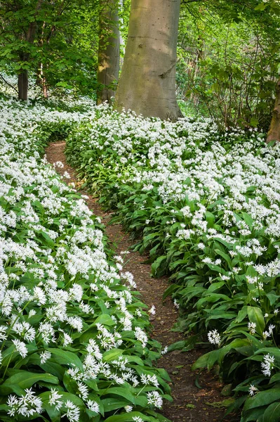 Velmi Vonící Pařby Přes Divoký Česnek Allium Medvědí — Stock fotografie