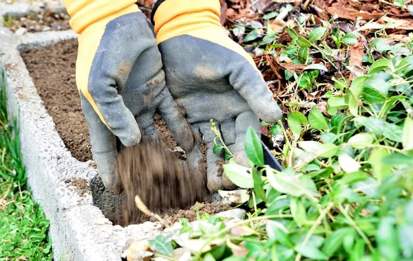 Versare Terreno Due Mani Alla Cassetta Dei Fiori Cemento Mani — Foto Stock