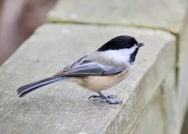 Siyah Şapkalı Chickadee Bir Parkta Bir Çit Üzerine Tünemiş — Stok fotoğraf