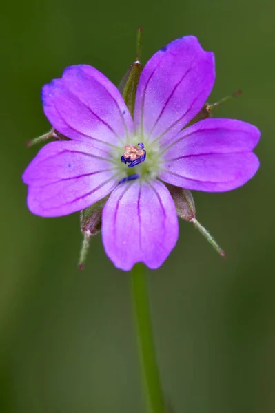 Ein Ciclamin Aufsaugen — Stockfoto