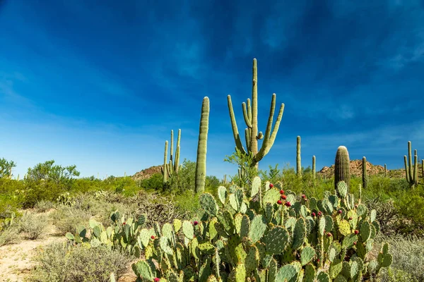 Národní Park Jižní Arizona Saguaro Součástí Národního Parku Systému Spojených — Stock fotografie