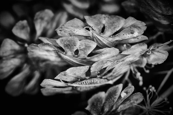 Planta Seca Dramática Macro Close Vista Com Gotas Chuva — Fotografia de Stock