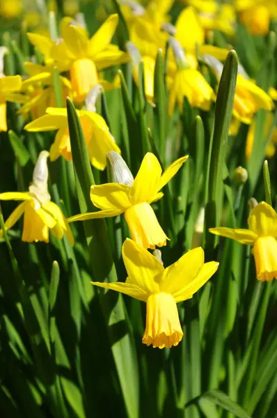 Grupo Belo Narciso Amarelo Primavera — Fotografia de Stock