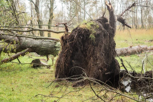 Сломанное Дерево После Большого Шторма — стоковое фото