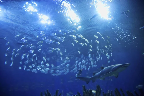太陽の光を浴びて海で泳ぐサメ — ストック写真