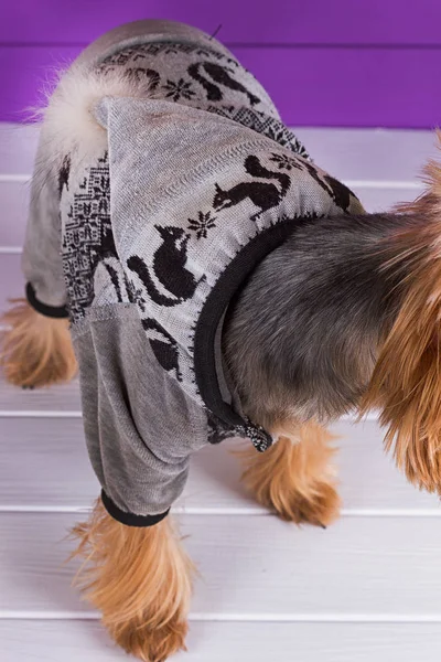 Drôle Yorkshire Terrier Dans Ensemble Rester Sur Fond Violet — Photo