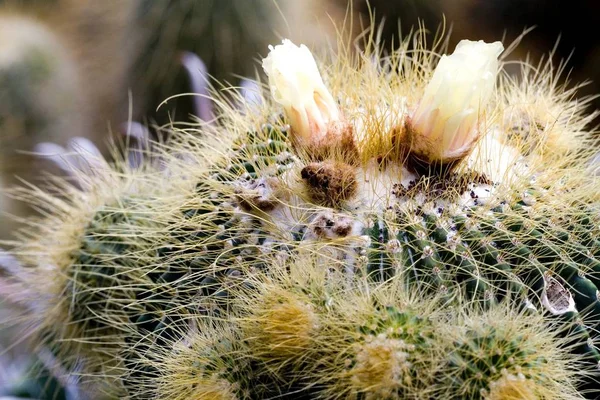 Makro Bild Blommande Kaktus — Stockfoto