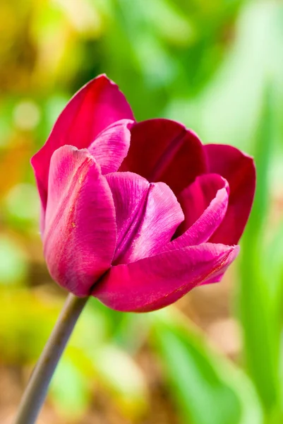 Kleurrijke Lente Tulpen Zonlicht — Stockfoto