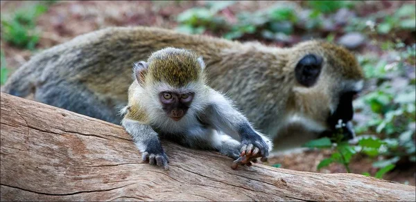 Vervet Monkey Chlorocebus Pygerythrus Vervet Monkey Chlorocebus Pygerythrus Sometimes Simply — Stock Photo, Image