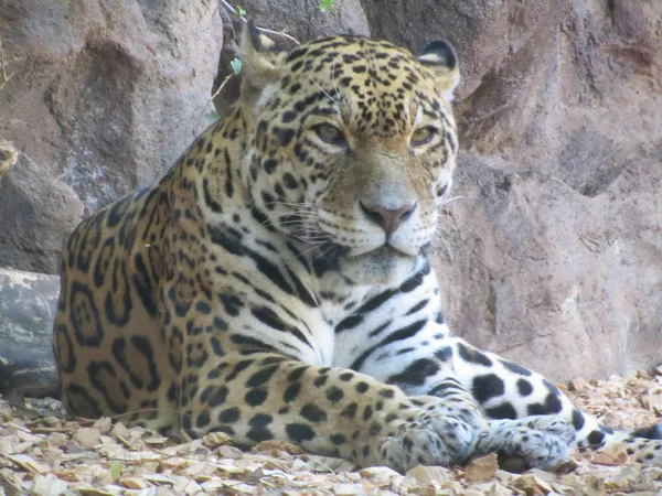 Très Beau Grand Jaguar Dans Zoo — Photo