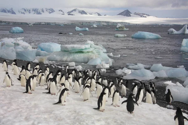 Colônia Pinguins Principalmente Adelie Ilha Paulet Antártida — Fotografia de Stock