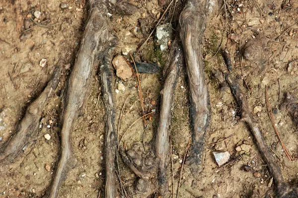 Baumwurzeln Über Dem Boden Abstrakter Hintergrund — Stockfoto