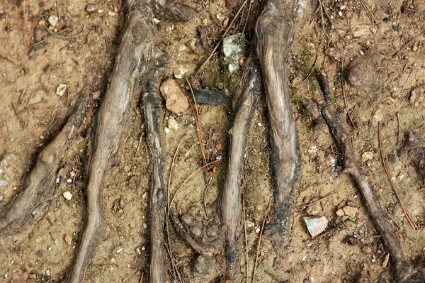 Tree Roots Ground Abstract Background — Stock Photo, Image