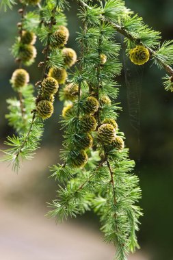 Branch of Larch tree with needles and cones in summer in park clipart