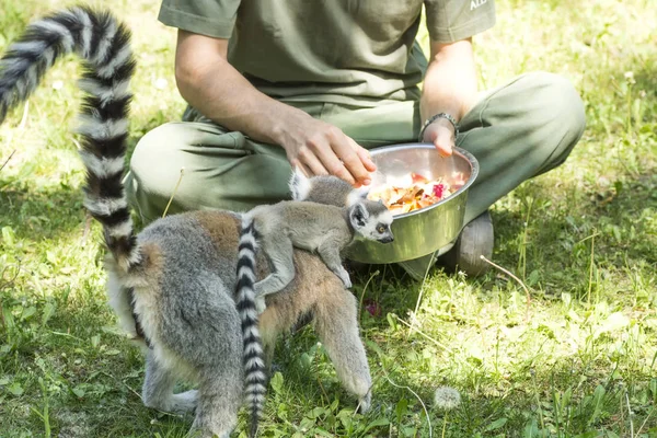 lemurs feeding in the Budapest Zoo