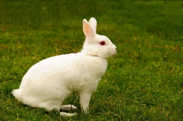 Conejo Blanco Perfil — Foto de Stock