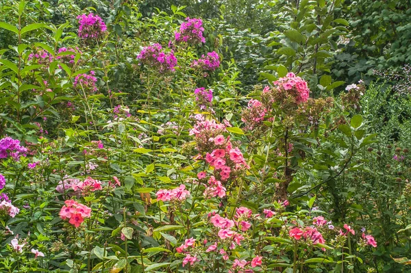 Jardin Vert Floraison Phlox Autres Fleurs Été Journée Ensoleillée — Photo