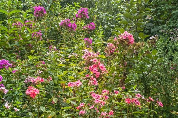 Zöld Kert Virágzó Phlox Egyéb Virágok Nyári Napsütéses Nap — Stock Fotó