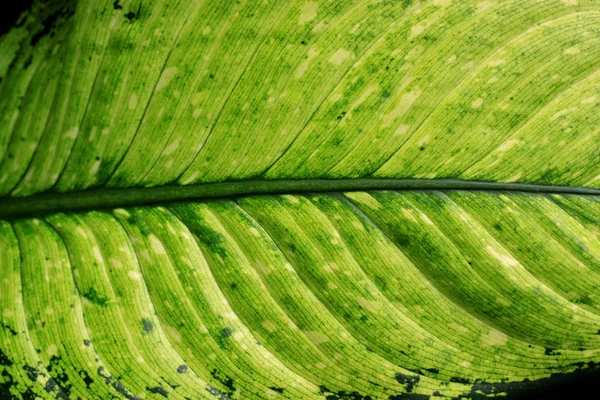 Gros Plan Feuille Verte Sri Lanka — Photo