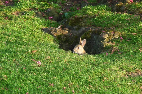 一只小兔子在一些公园里 — 图库照片