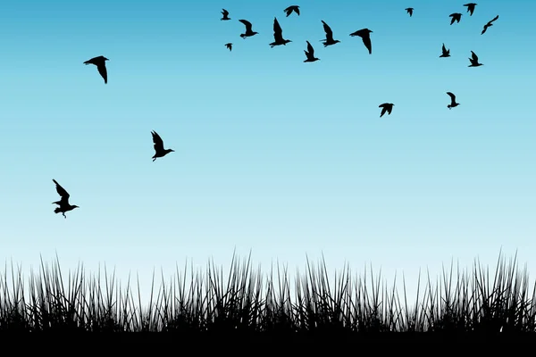 Feld Aus Gras Und Silhouetten Fliegender Vögel — Stockfoto