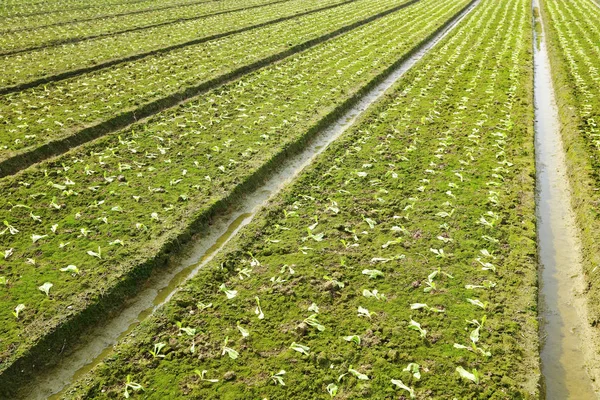 Farm Field Close — Stock Photo, Image