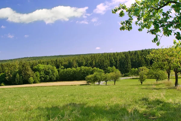 Paisaje Con Campo Bosque Cielo — Foto de Stock