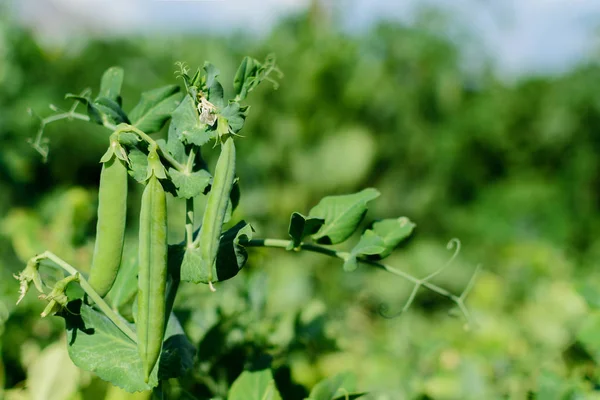 枝の上の緑のエンドウ豆 庭の有機製品 — ストック写真