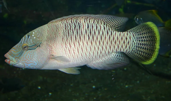 Small Fish Motley Living Big Aquarium — Stock Photo, Image