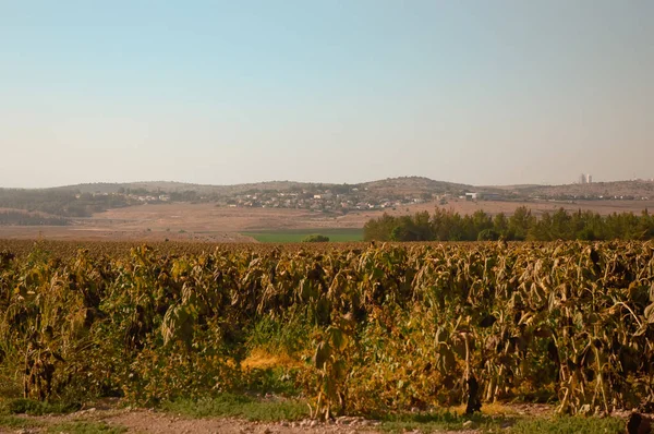 Ayalon 캐나다 2015의 Latrun Month의 교차로 예루살렘의 언덕의 — 스톡 사진