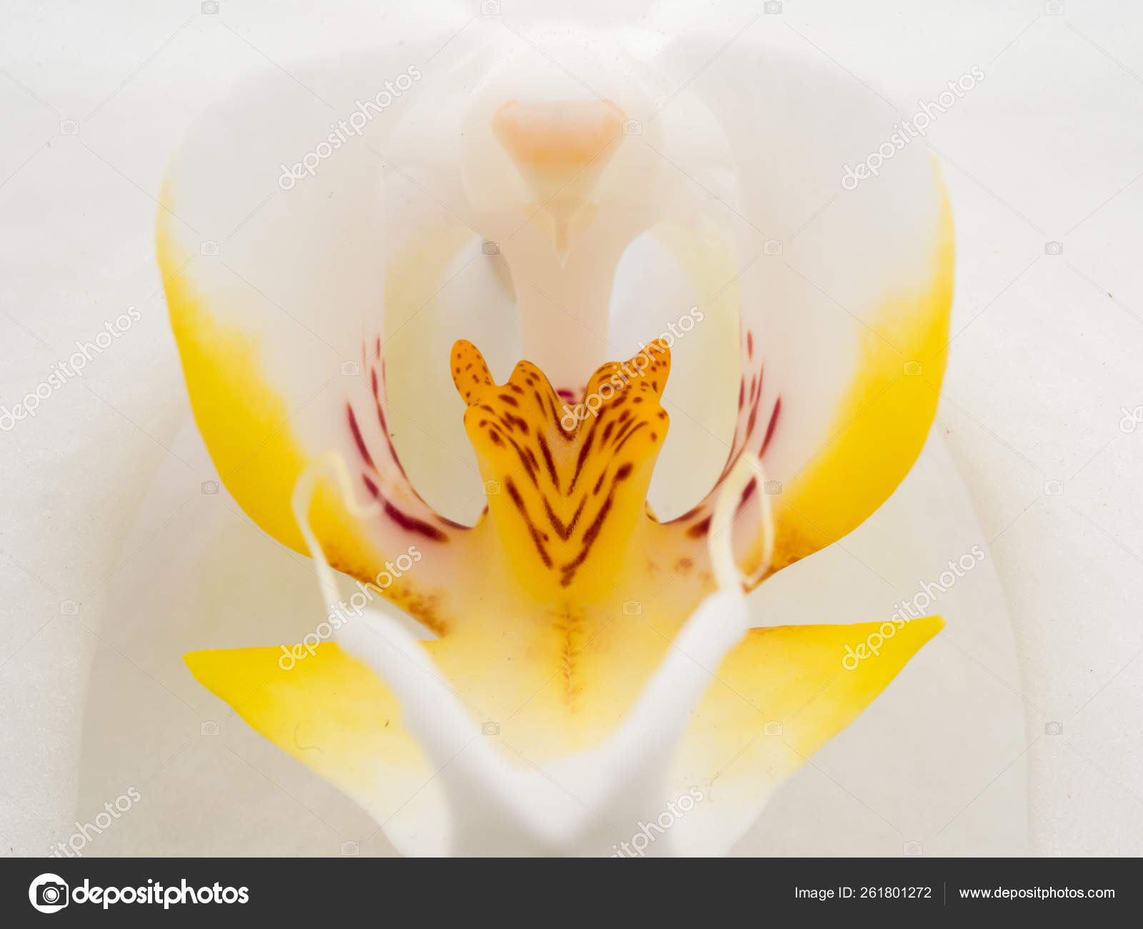 Closeup Extremo Uma Orquídea Branca Amarela fotos, imagens de © YAYImages  #261801272