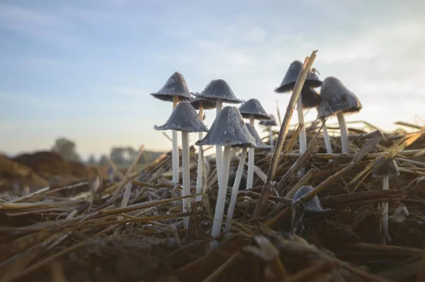 Seta Del Bosque Después Lluvia Durante Mucho Tiempo Serie Naturaleza — Foto de Stock