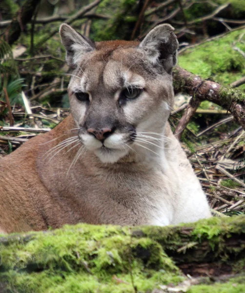 Puma Dağ Aslanı Northwest Trek Wildlife Park Çekilen Fotoğraf — Stok fotoğraf