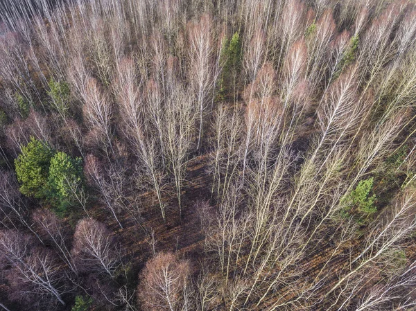 Ліс Пізній Осінній Час Вид Згори Польща — стокове фото