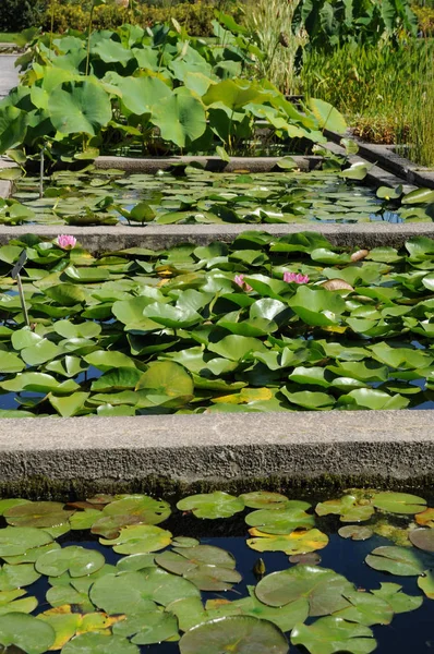 Canadá Quebec Jardín Botánico Montreal — Foto de Stock