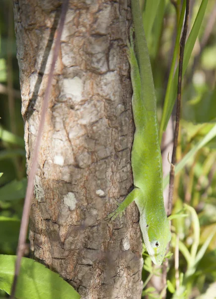 Grüner Anole Anolis Carolinensis Huscht Einen Kleinen Baumstamm Hinunter — Stockfoto