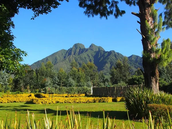 Suivi Des Gorilles Dans Parc National Des Volcans Rwanda — Photo