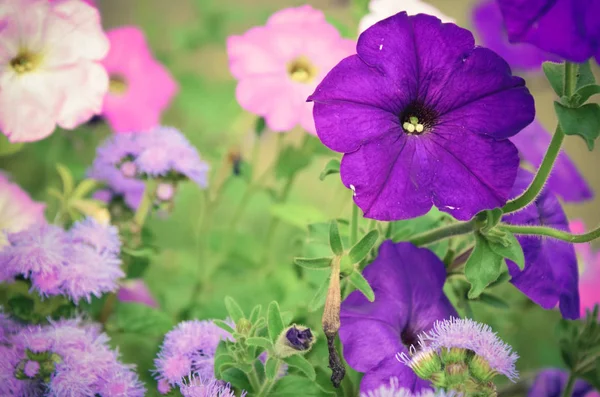 Colorful Petunia Flowers Close Purple White Colors — Stock Photo, Image
